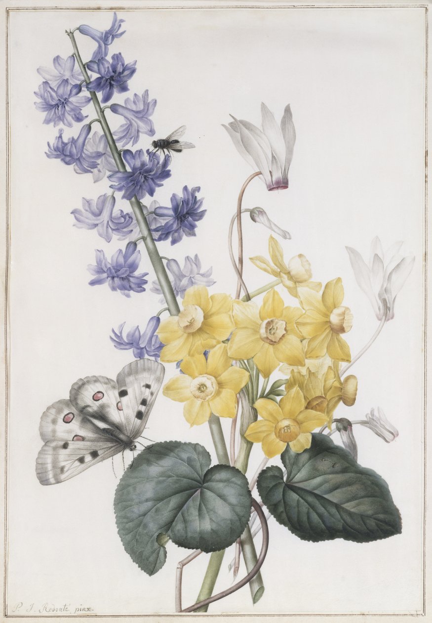Hyacint, Cyclamen og Narcissi av Pierre Joseph Redouté