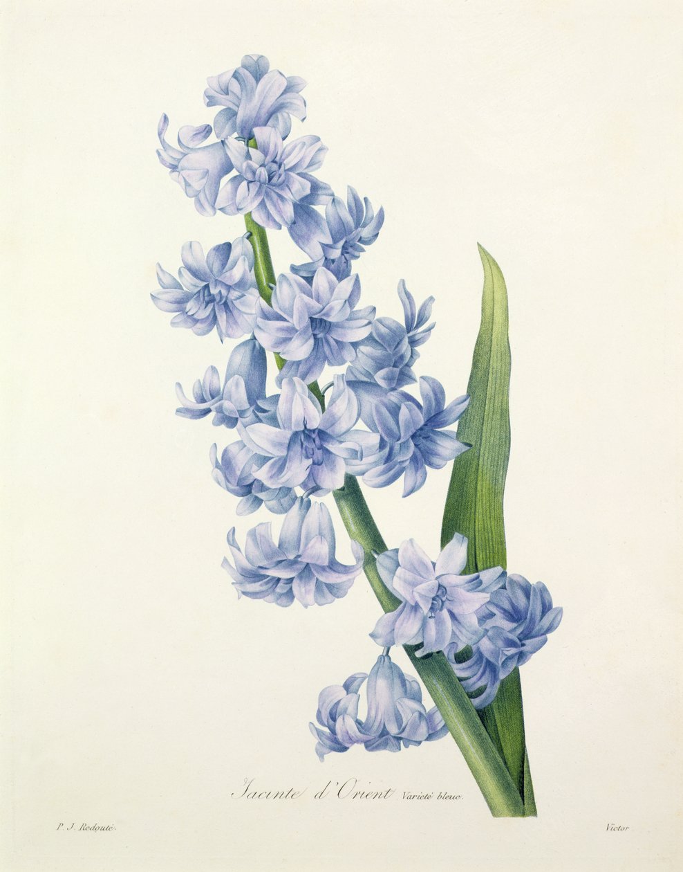 Hyacinthus orientalis (vanlig hyasint), gravert av Victor, fra 