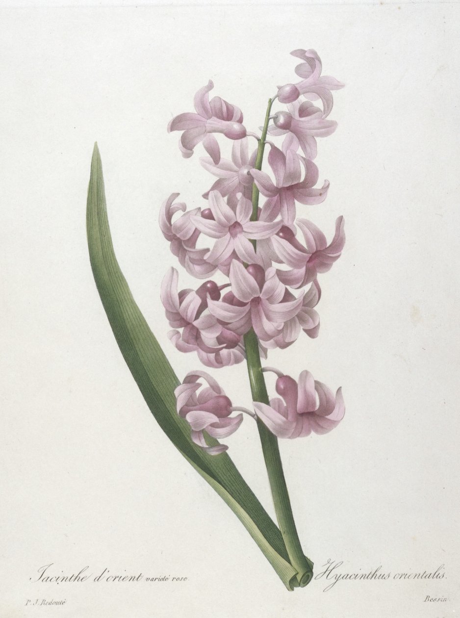 Orientalsk hyacintrosa variant, Hyacinthus orientalis, fra Valg av de vakreste blomstene og de vakreste fruktene, 1827 (håndfarget prikkegravering) av Pierre Joseph Redouté