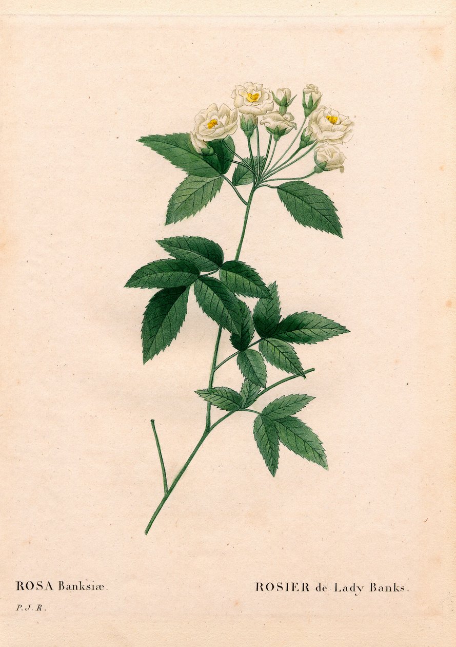 Lady Banks rose, Rosa banksiae var. alba-plena. Håndfarget prikkete kobberstikk fra Pierre Joseph Redoutes "" Les Roses,"" Paris av Pierre Joseph Redouté