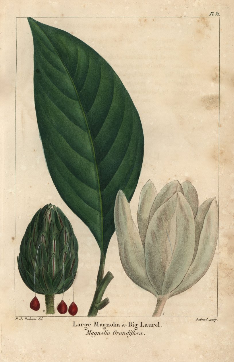Stort magnoliatre, stor laurbær, Magnolia grandiflora (gravering) av Pierre Joseph Redouté