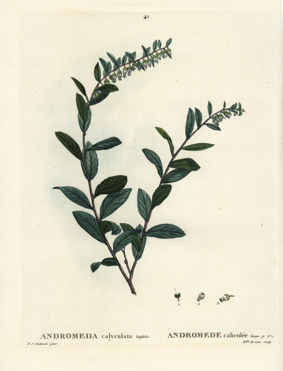 Lærblad, Chamaedaphne calyculata (Andromeda calyculata). Håndfarget stiplegravering av frøken Brenet etter en illustrasjon av Pierre-Joseph Redoute fra Henri Louis Duhamel du Moncels Treat of Trees et Shrustes, Paris av Pierre Joseph Redouté