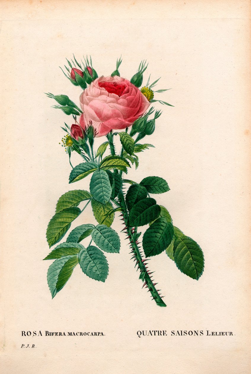 Leliers Four Seasons rose, La Quatre Saisons Lelieur, Rosa damascena var. bifera. Håndfarget prikkete kobberstikk fra Pierre Joseph Redoutes "" Les Roses,"" Paris av Pierre Joseph Redouté