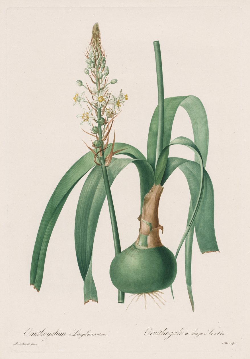 Les Liliacées: Ornithogalum longibracteatum av Pierre Joseph Redouté