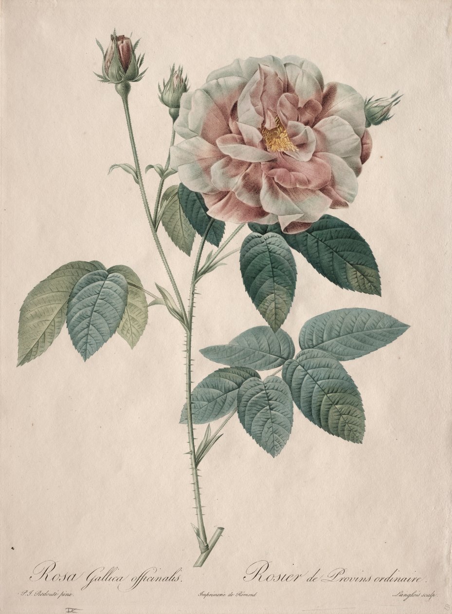 Rosene: Rosa Gallica av Pierre Joseph Redouté