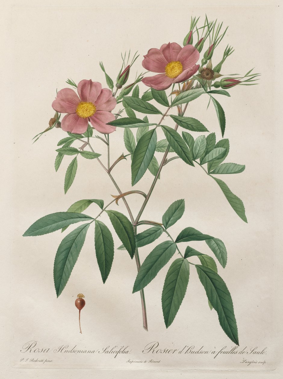 Les Roses: Rosa Hudsoniana Salicifolia av Pierre Joseph Redouté