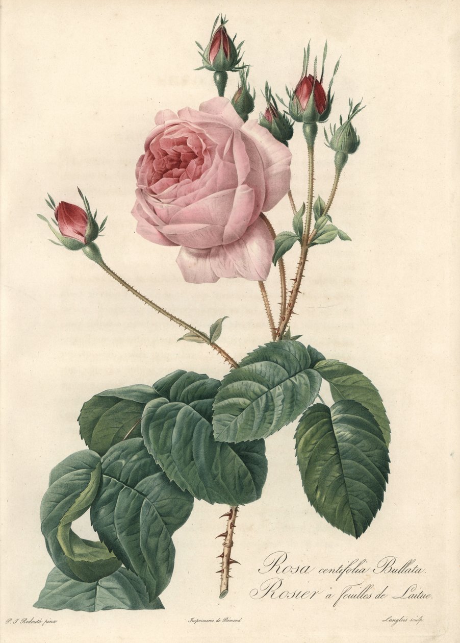 Salatbladrose - Eau forte de Langlois, basert på en illustrasjon av Pierre Joseph Redoute (1759-1840), fra Les Roses av Pierre Joseph Redouté