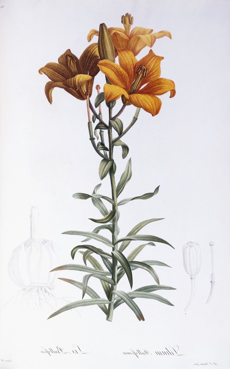 Lily Bulbiferum av Pierre Joseph Redouté