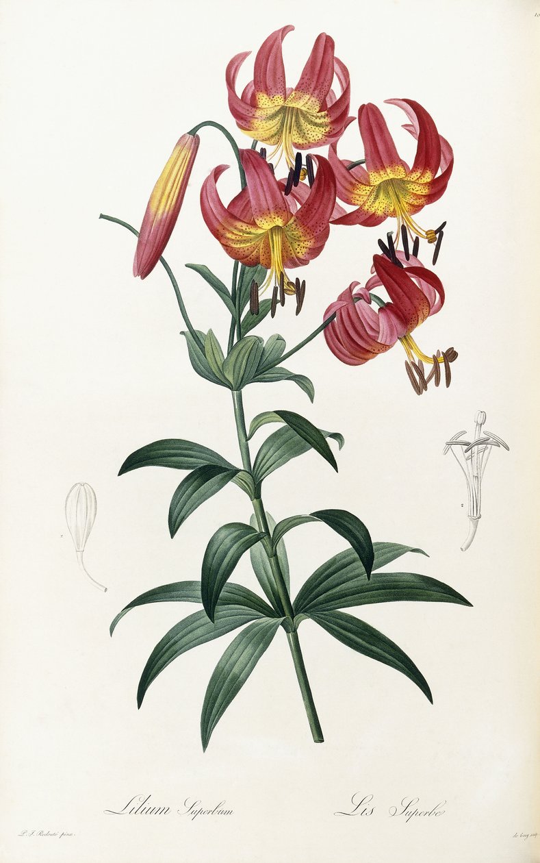 Lilium Superbus, 1805-1816 av Pierre Joseph Redouté