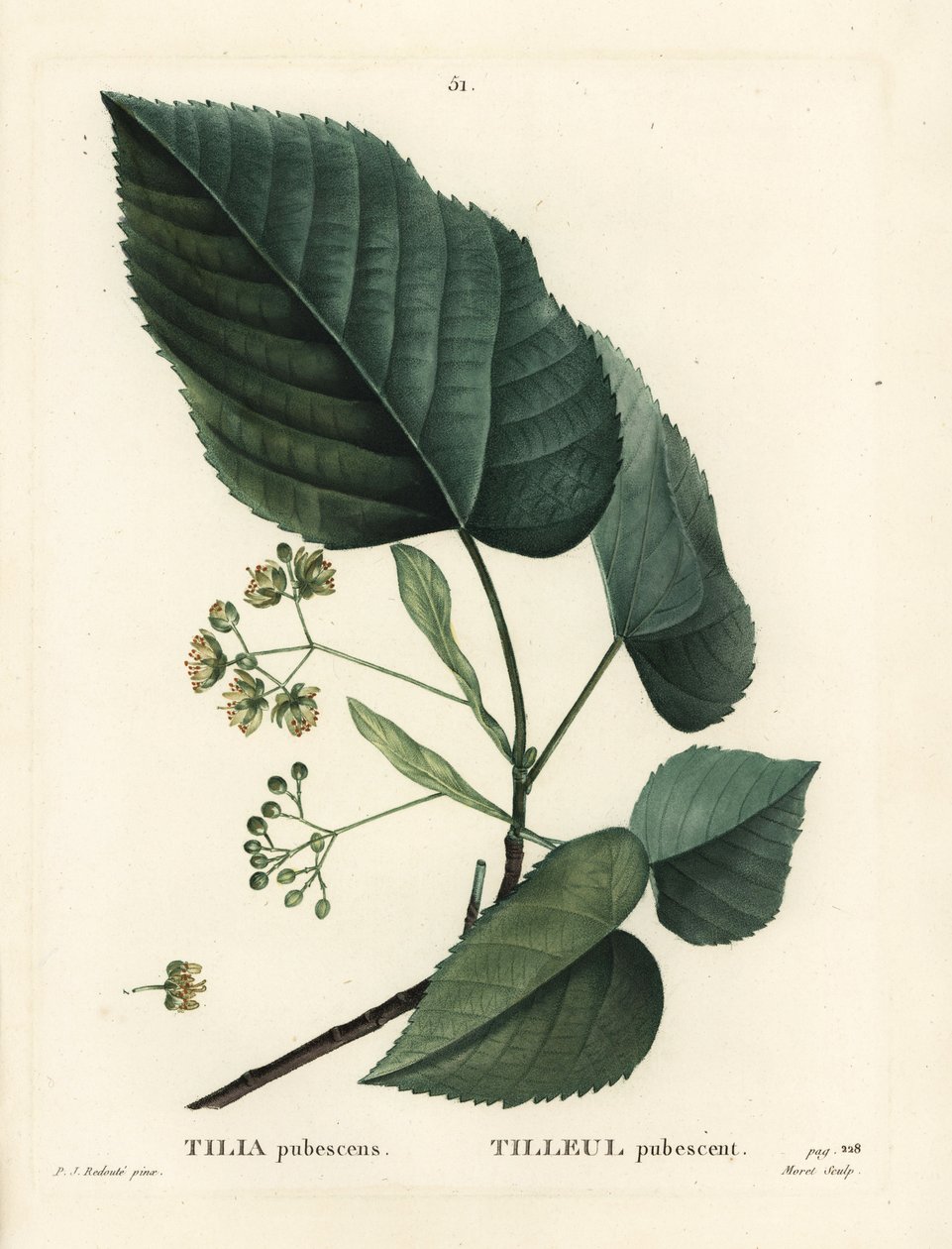 Lime tree, Tilia pubescens. Håndfarget stiplegravering av Moret etter en illustrasjon av Pierre-Joseph Redoute fra Henri Louis Duhamel du Moncels Treat des Arbres et Shrustes, Paris av Pierre Joseph Redouté