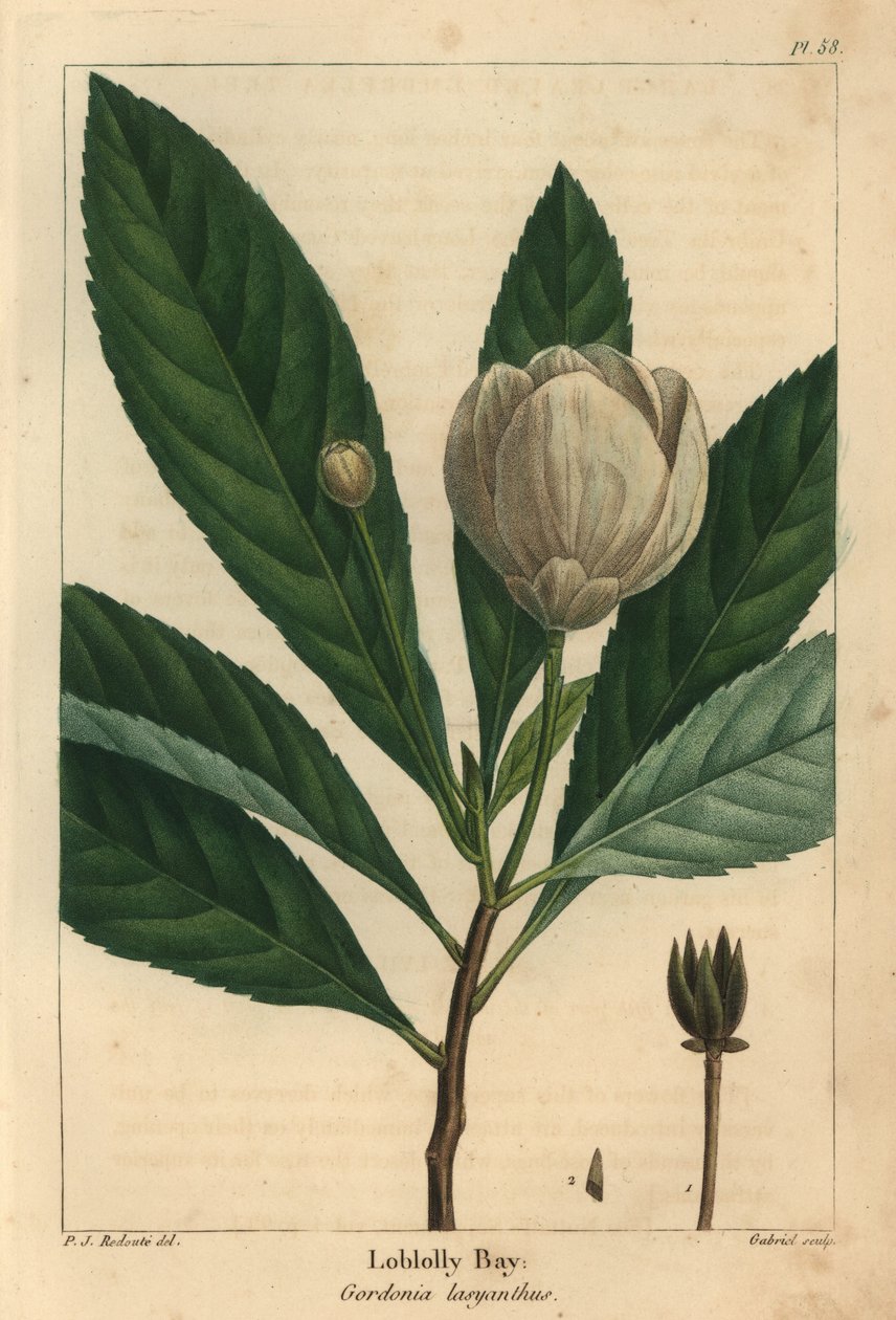 Loblolly bay, Gordonia lasyanthus (gravering) av Pierre Joseph Redouté