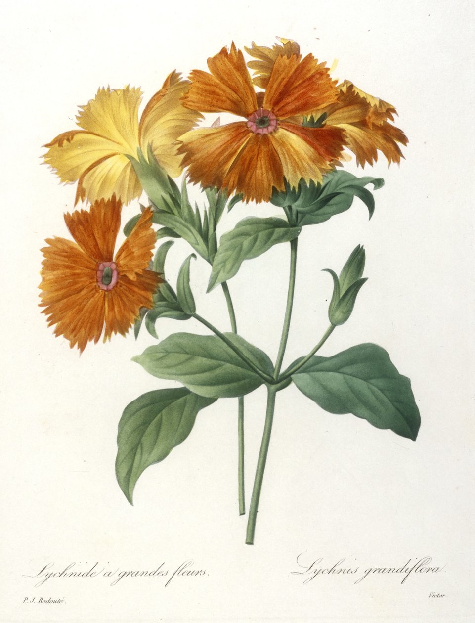 Storblomstret Lychnid, Lychnus grandiflora, fra Choice Of The Most Beautiful Flowers and Most Beautiful Fruits, 1827 (håndfarget stiplegravering) av Pierre Joseph Redouté