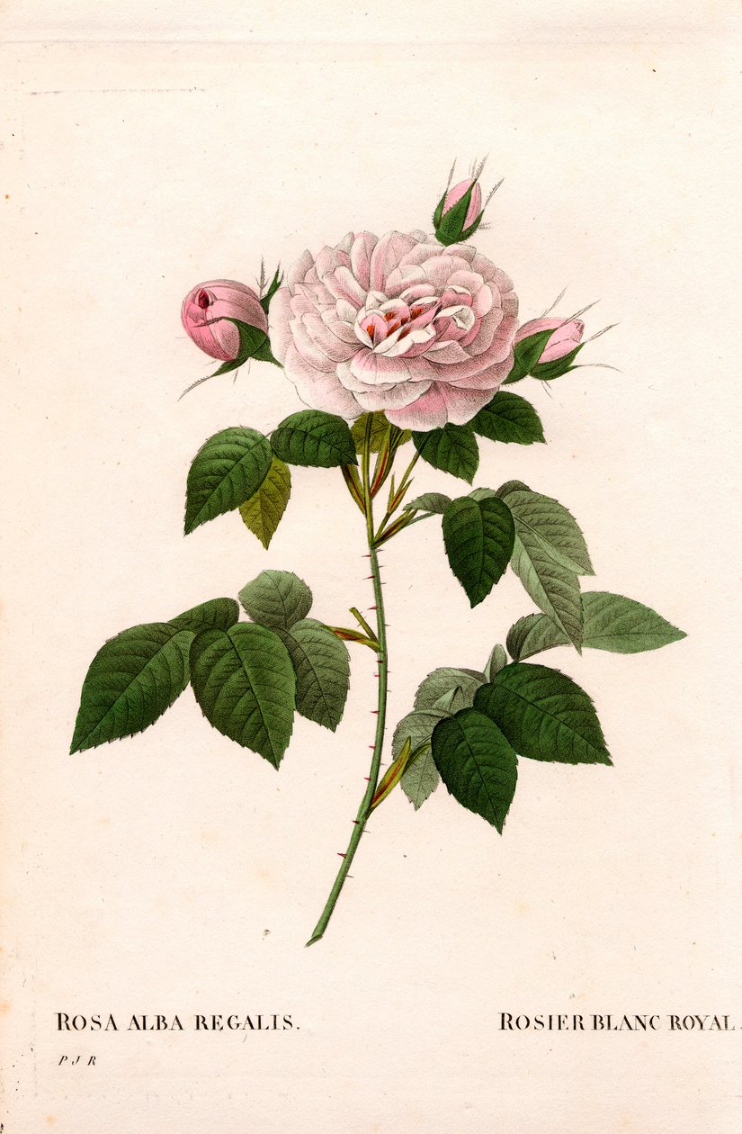 Maidens rosa rouge, kongelig hvit rose, Rosa alba var. incarnata. Håndfarget prikkete kobberstikk fra Pierre Joseph Redoutes "" Les Roses,"" Paris av Pierre Joseph Redouté