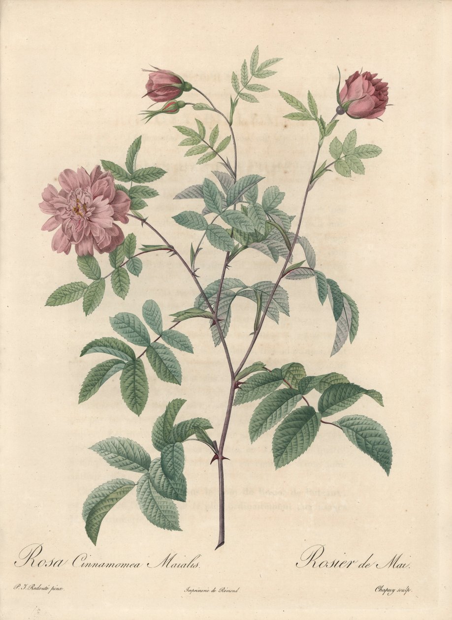 Mairose eller kanelrose - Eau forte de Chapuy, fra en illustrasjon av Pierre Joseph Redoute (1759-1840), utdrag fra Les Roses av Pierre Joseph Redouté