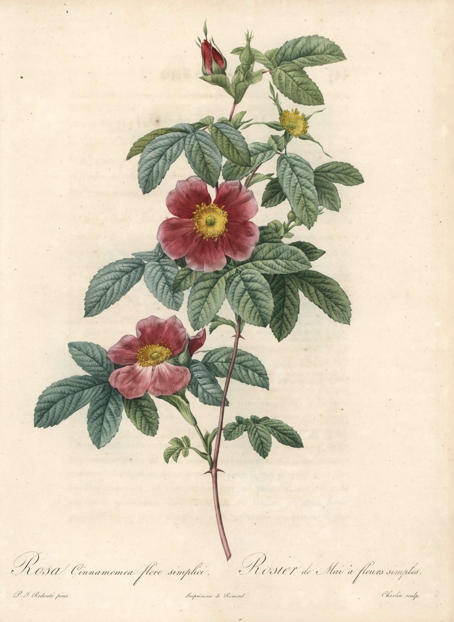 May rose or rose cinnamon a simple flower - Eau forte by Charlin, from an illustration by Pierre Joseph Redoute (1759-1840), from Les Roses av Pierre Joseph Redouté