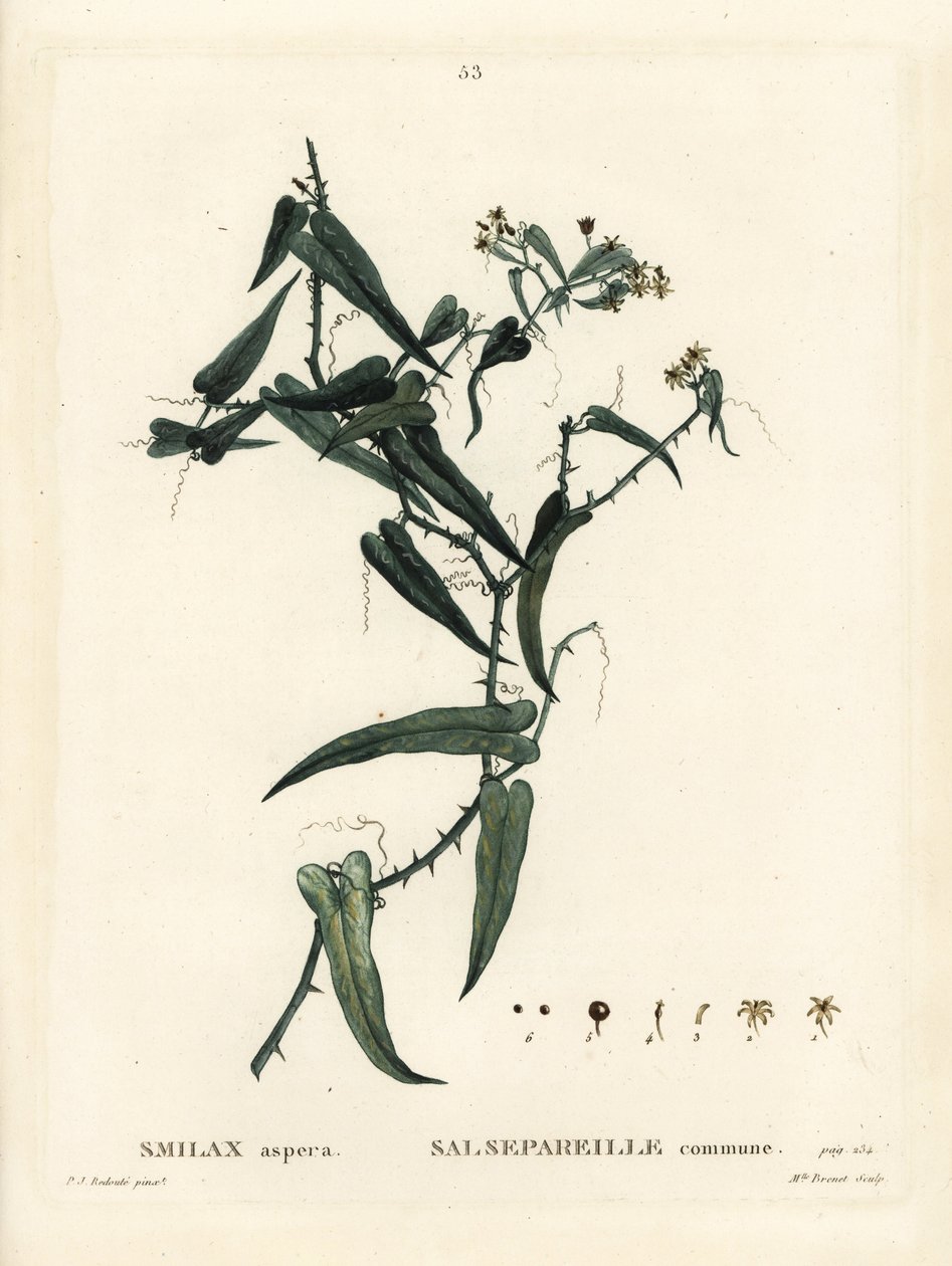 Middelhavs smilax, Smilax aspera. Håndfarget stiplegravering av frøken Brenet etter en illustrasjon av Pierre-Joseph Redoute fra Henri Louis Duhamel du Moncels Treat des Arbres et Shrustes, Paris av Pierre Joseph Redouté