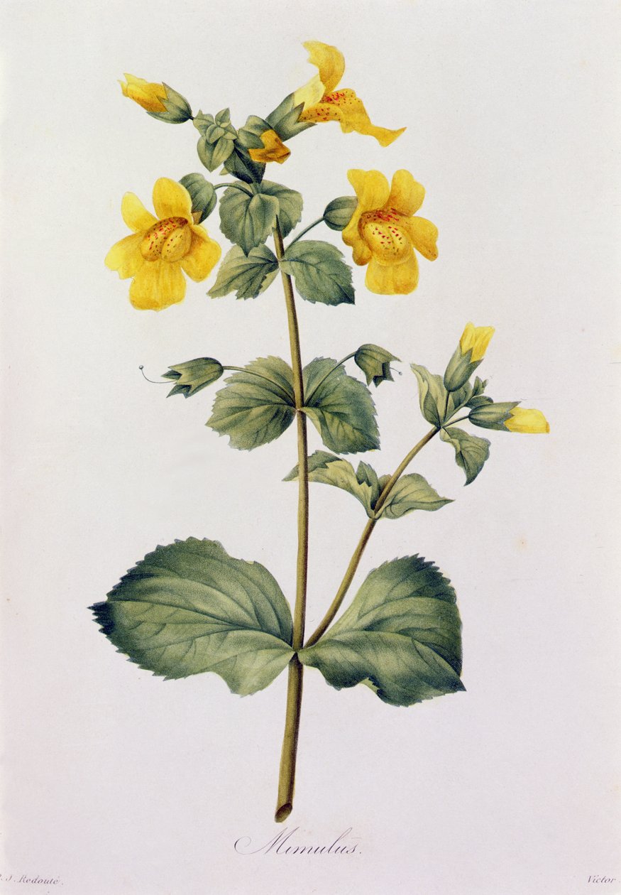 Mimulus (farget gravering) av Pierre Joseph Redouté