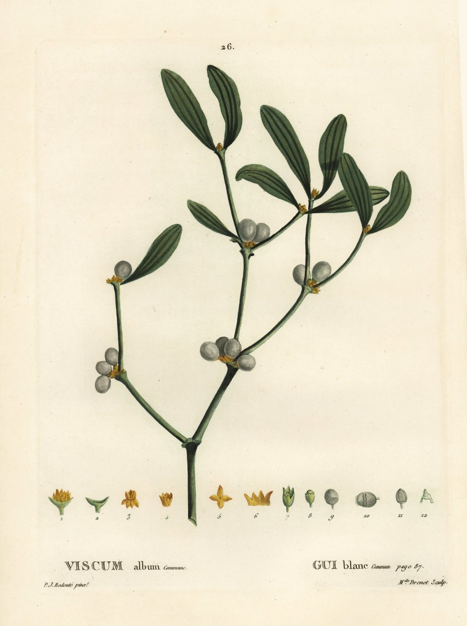 Misteltein, Visum album. Håndfarget prikkegravering av frøken Brenet etter en illustrasjon av Pierre-Joseph Redoute fra Henri Louis Duhamel du Moncels Treat des Arbres et Shrustes, Paris av Pierre Joseph Redouté