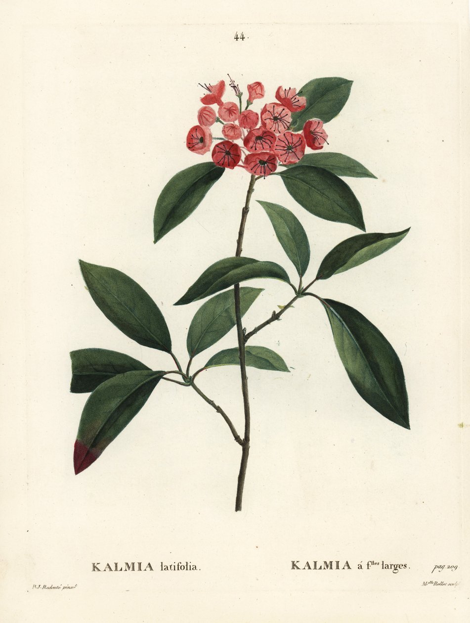 Fjell laurbær eller calico busk, Kalmia latifolia. Håndfarget stiplegravering av Miss Rollet etter en illustrasjon av Pierre-Joseph Redoute fra Henri Louis Duhamel du Moncels Treat des Arbres et Shrustes, Paris av Pierre Joseph Redouté