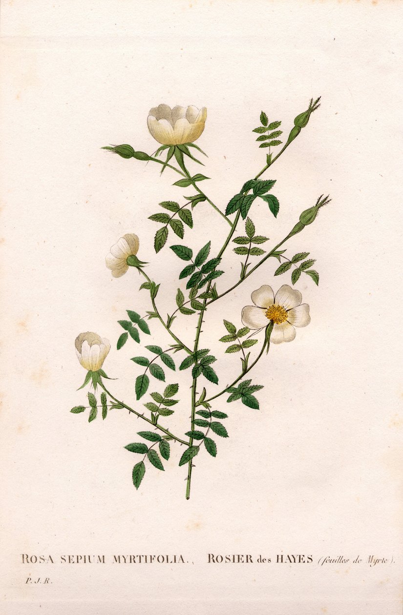 Myrtbladet hekkrose, Rosa aggrestis variant, Rose des Hayes med Myrtle blader. Håndfarget prikkete kobberstikk fra Pierre Joseph Redoutes "" Les Roses,"" Paris av Pierre Joseph Redouté