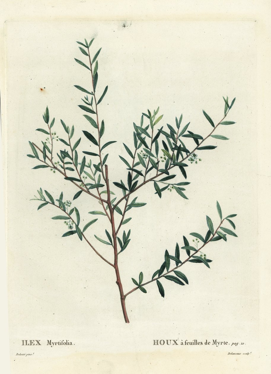 Myrtkristtorn eller myrtedahoon, Ilex myrtifolia. Håndfarget stiplegravering av Delaneaux etter en illustrasjon av Pierre-Joseph Redoute fra Henri Louis Duhamel du Moncels Treat des Arbres et Shrustes, Paris av Pierre Joseph Redouté