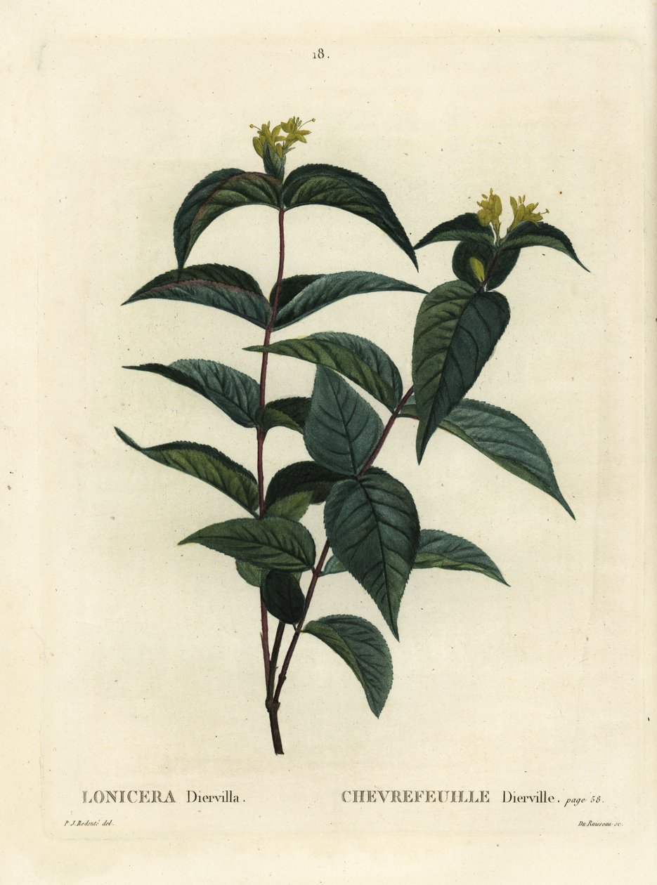 Nordlig buskkaprifol, Diervilla lonicera (Lonicera diervilla). Håndfarget prikkegravering av Du Ruisseau etter en illustrasjon av Pierre-Joseph Redoute fra Henri Louis Duhamel du Moncels Treat des Arbres et Shrustes, Paris av Pierre Joseph Redouté