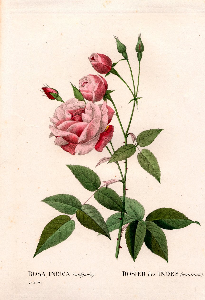 Gammel blush rose, Rosa chinensis, indisk rose vanlig. Håndfarget prikkete kobberstikk fra Pierre Joseph Redoutes "" Les Roses,"" Paris av Pierre Joseph Redouté