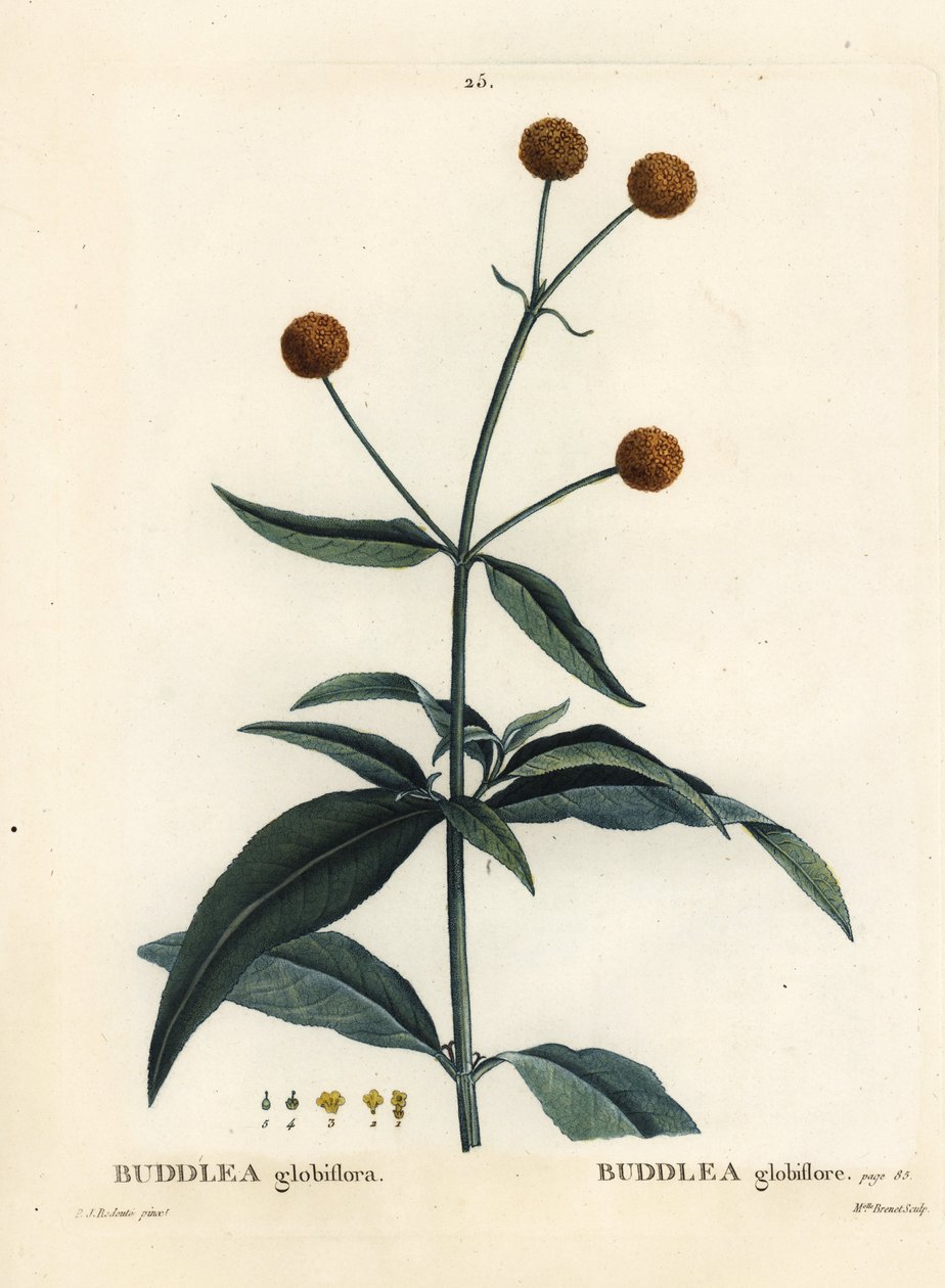 Orange-ball-tre eller orange ball buddleja, Buddleja globosa (Buddlea globiflora). Håndfarget prikkegravering av frøken Brenet etter en illustrasjon av Pierre-Joseph Redoute fra Henri Louis Duhamel du Moncels Treat des Arbres et Shrustes, Paris av Pierre Joseph Redouté