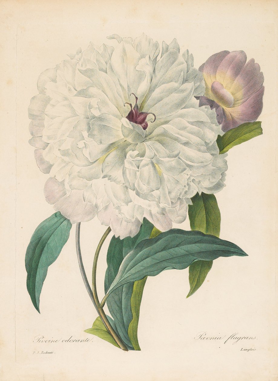 Paeonia flamrans Peony, 1827. av Pierre Joseph Redouté