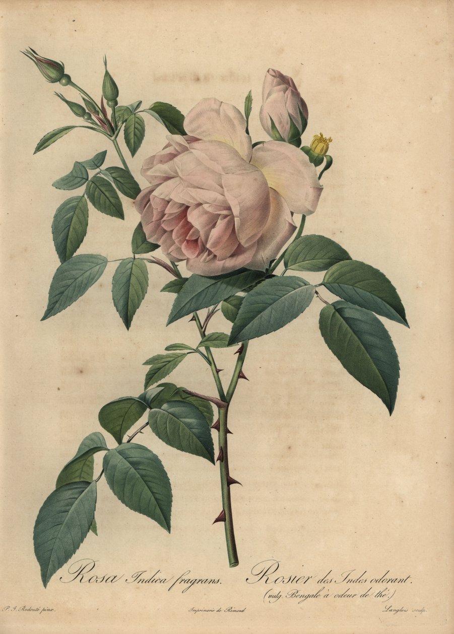 Blek-rosa te-duftende rose, Rosa odorata av Pierre Joseph Redouté