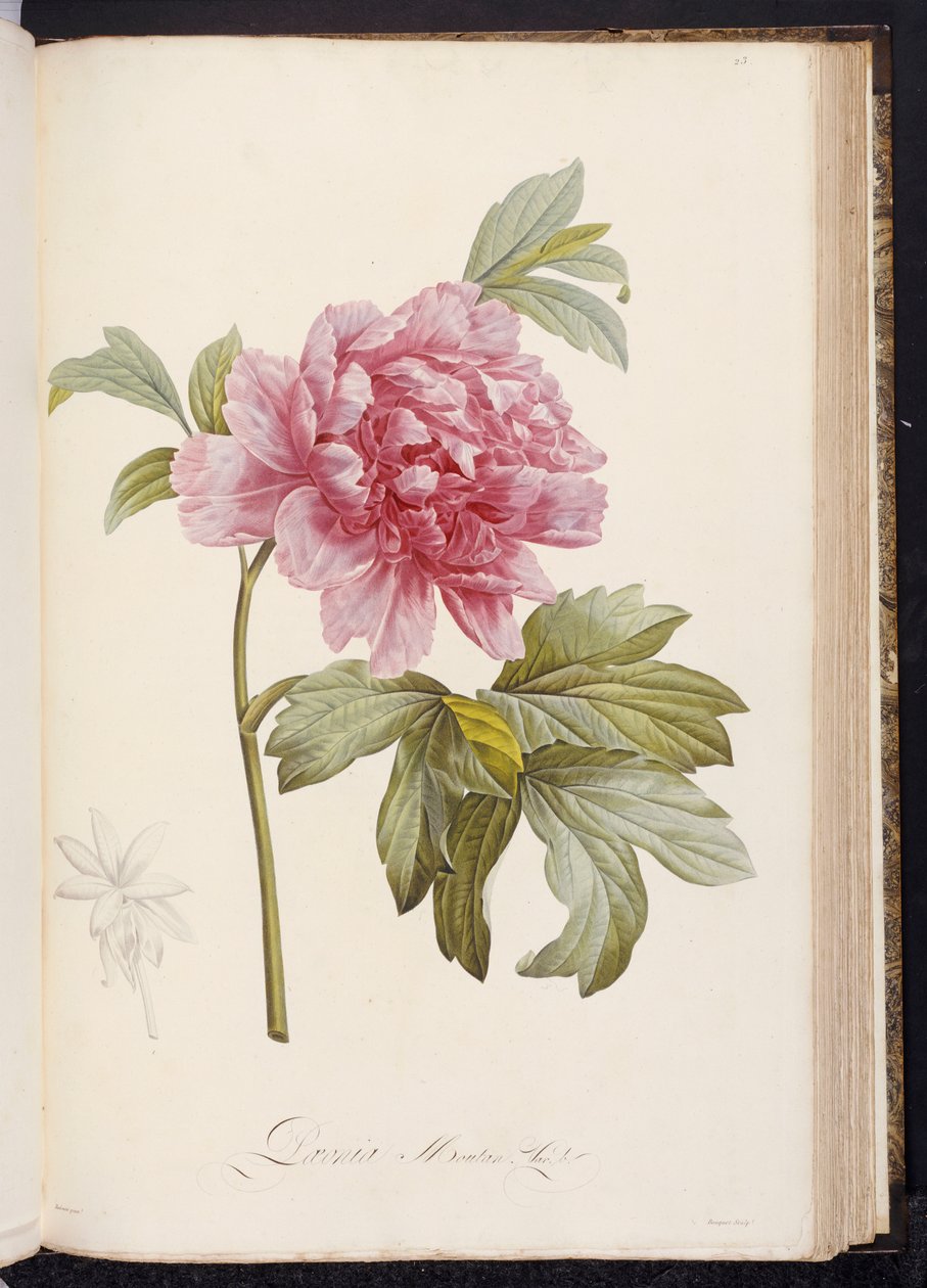 Peon, fra "Beskrivelse av sjeldne og kultiverte planter ved Malmaison og Navarre" av Aime Bonpland, 1812-14 av Pierre Joseph Redouté