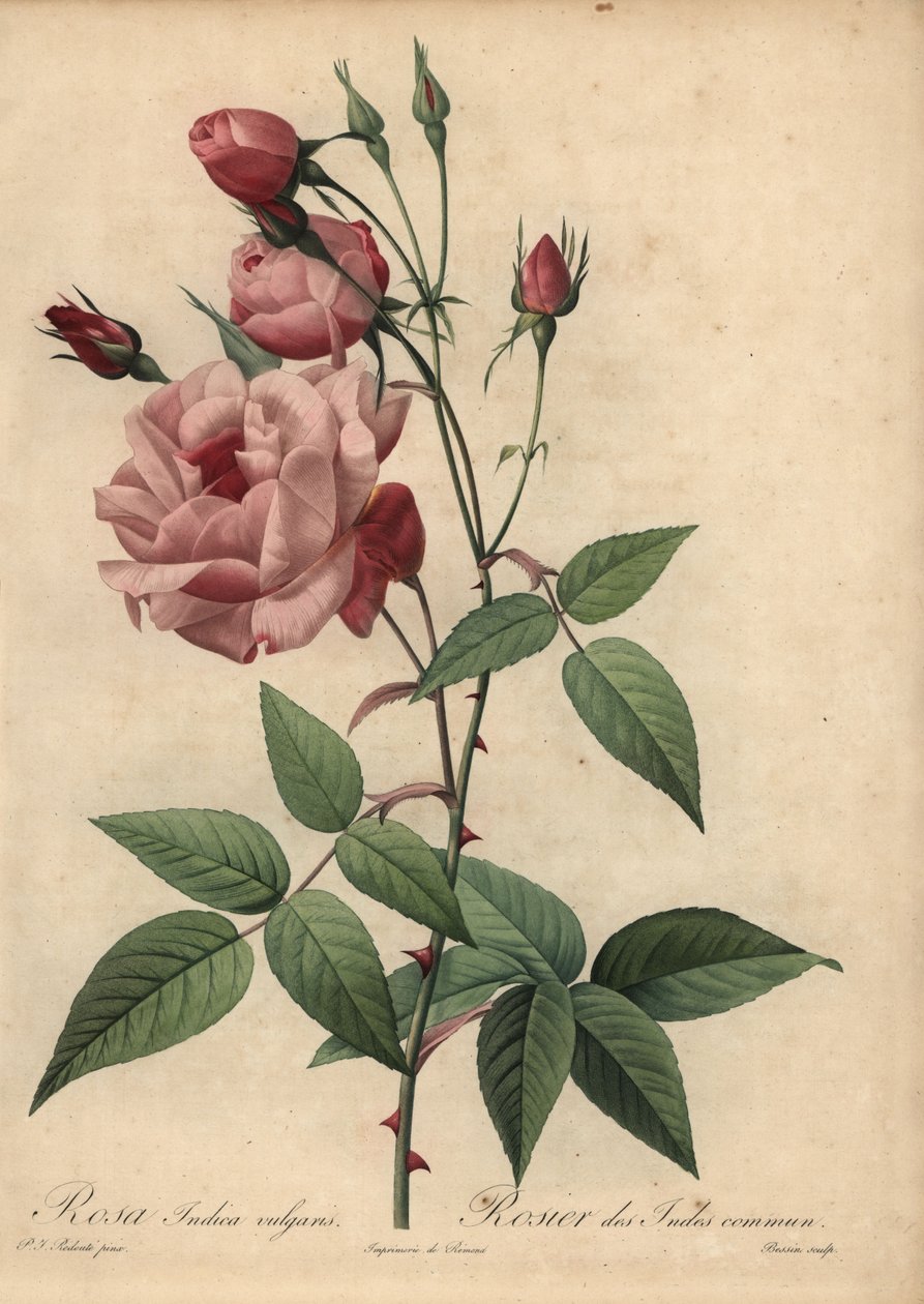 Rosa Kinarose, Rosa chinensis av Pierre Joseph Redouté