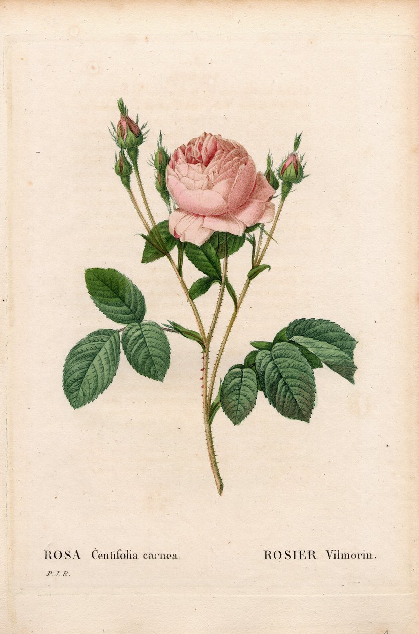 Rosa Vilmorin, Rosa centifolia Vilmorin. Håndfarget prikkete kobberstikk fra Pierre Joseph Redoutes "" Les Roses,"" Paris av Pierre Joseph Redouté