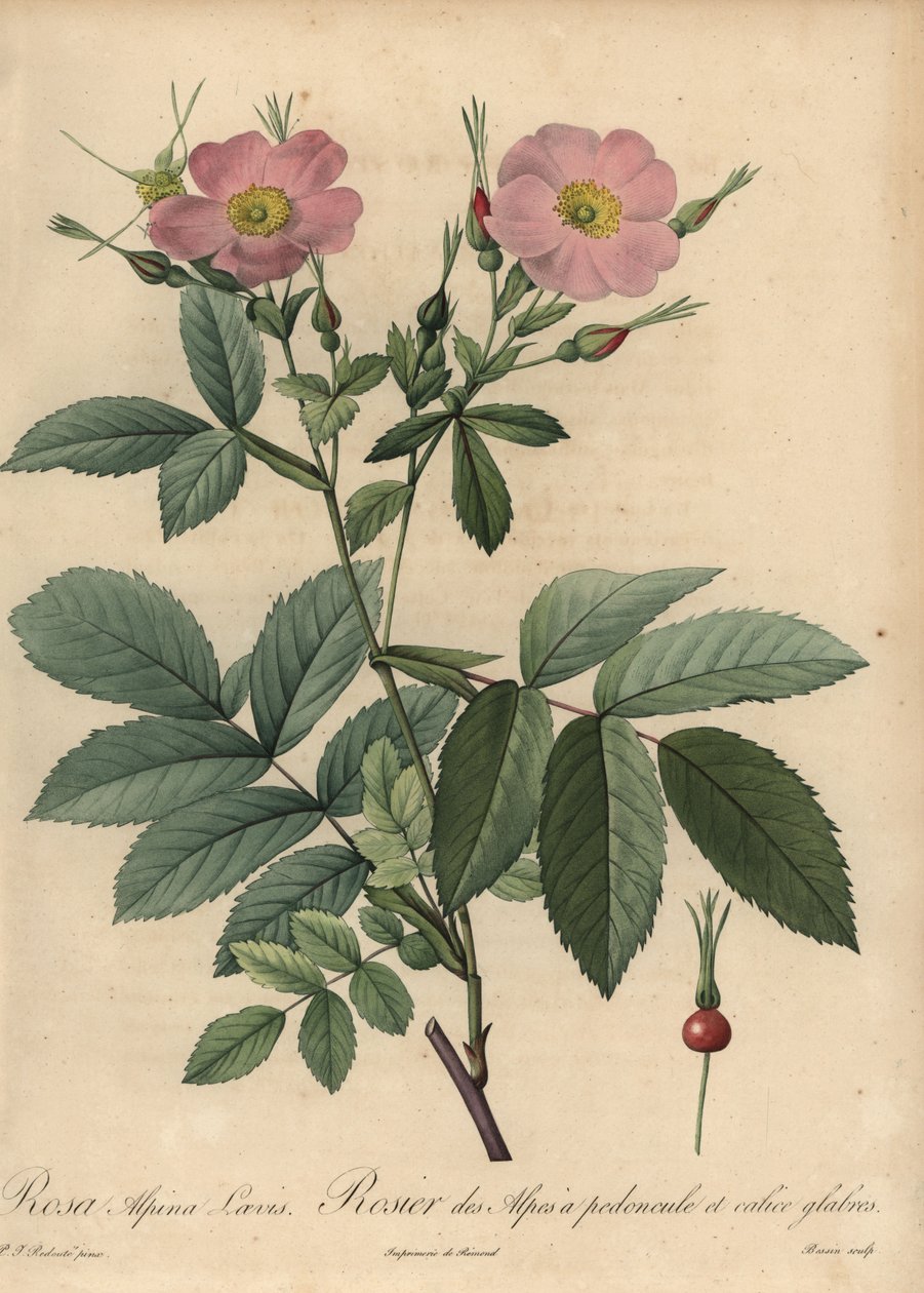 Rosa alpinrose, Rosa pendulina av Pierre Joseph Redouté