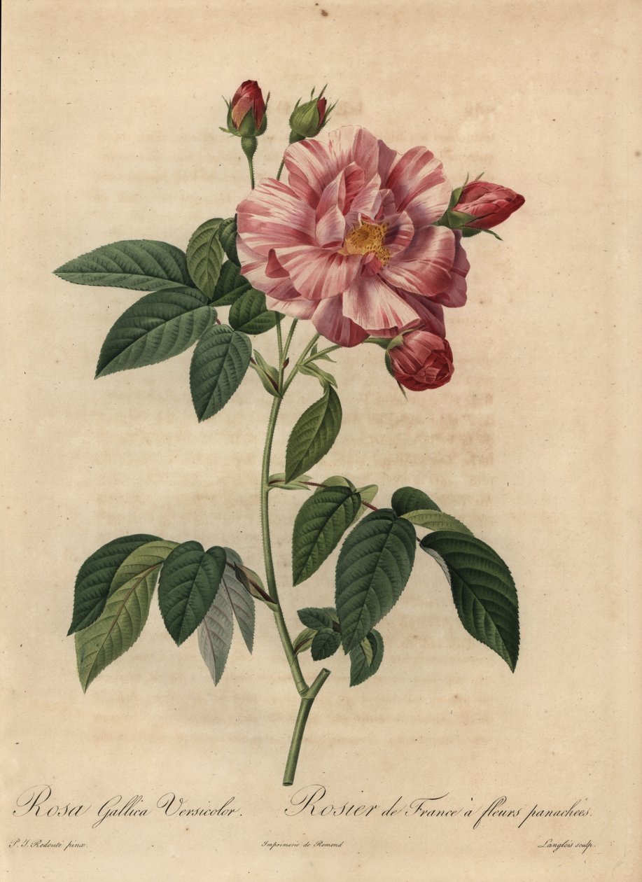 Rosa og hvit gallisk rose eller fransk rose, Rosa gallica av Pierre Joseph Redouté