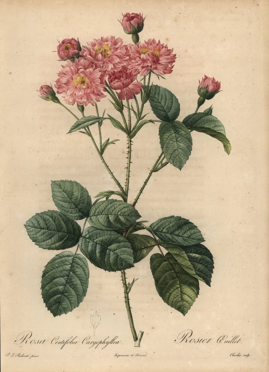 Rosa nellik-bladkålrose, Rosa centifolia av Pierre Joseph Redouté