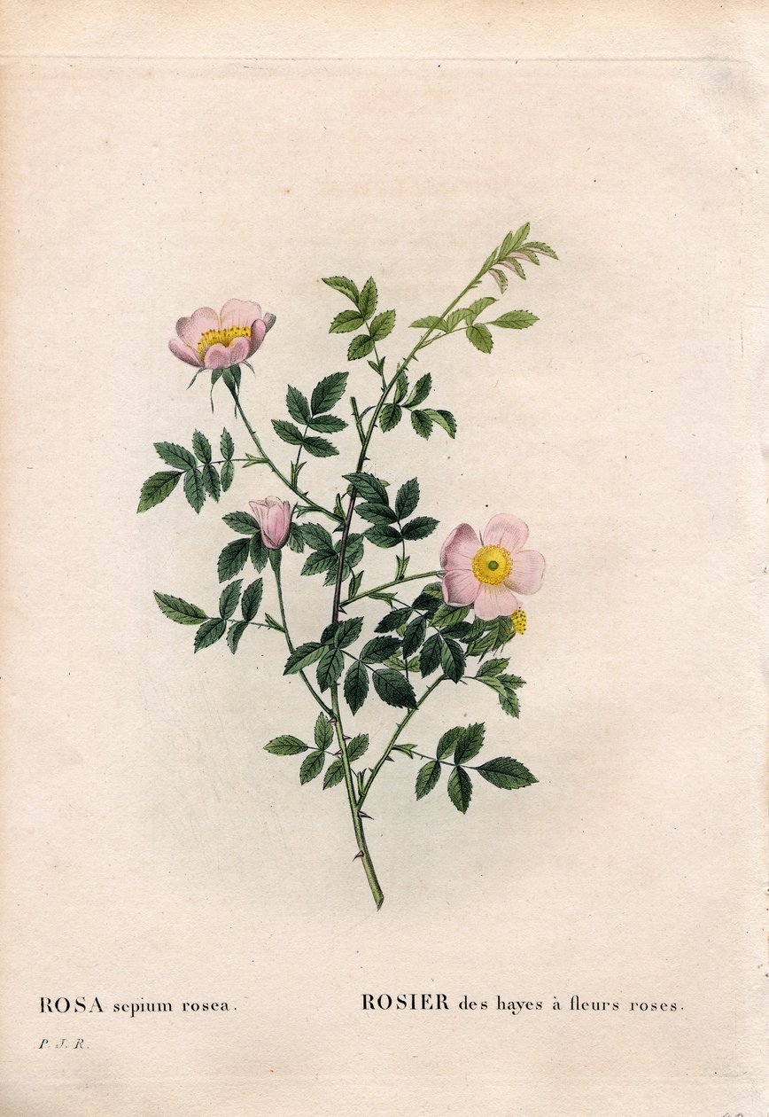 Rosa hekkrose, Rosa aggrestis variant, Rose av høyet med rosa blomster. Håndfarget prikkete kobberstikk fra Pierre Joseph Redoutes "" Les Roses,"" Paris av Pierre Joseph Redouté