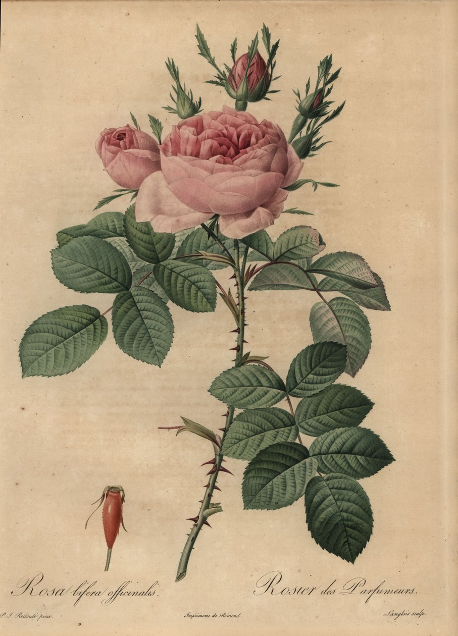 Rosa hybridrose, Rosa bifera av Pierre Joseph Redouté