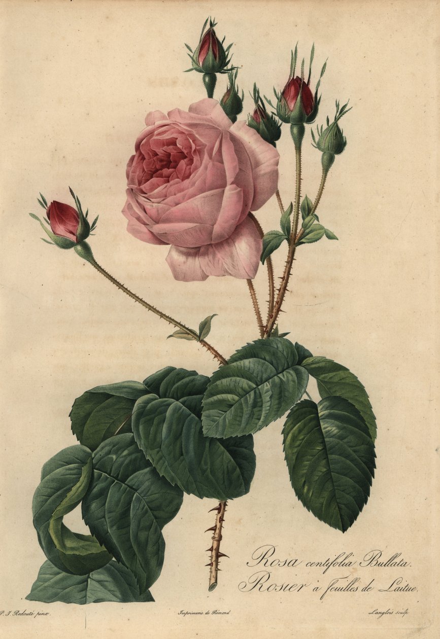 Rosa salatrose Bullata, Rosa centifolia av Pierre Joseph Redouté