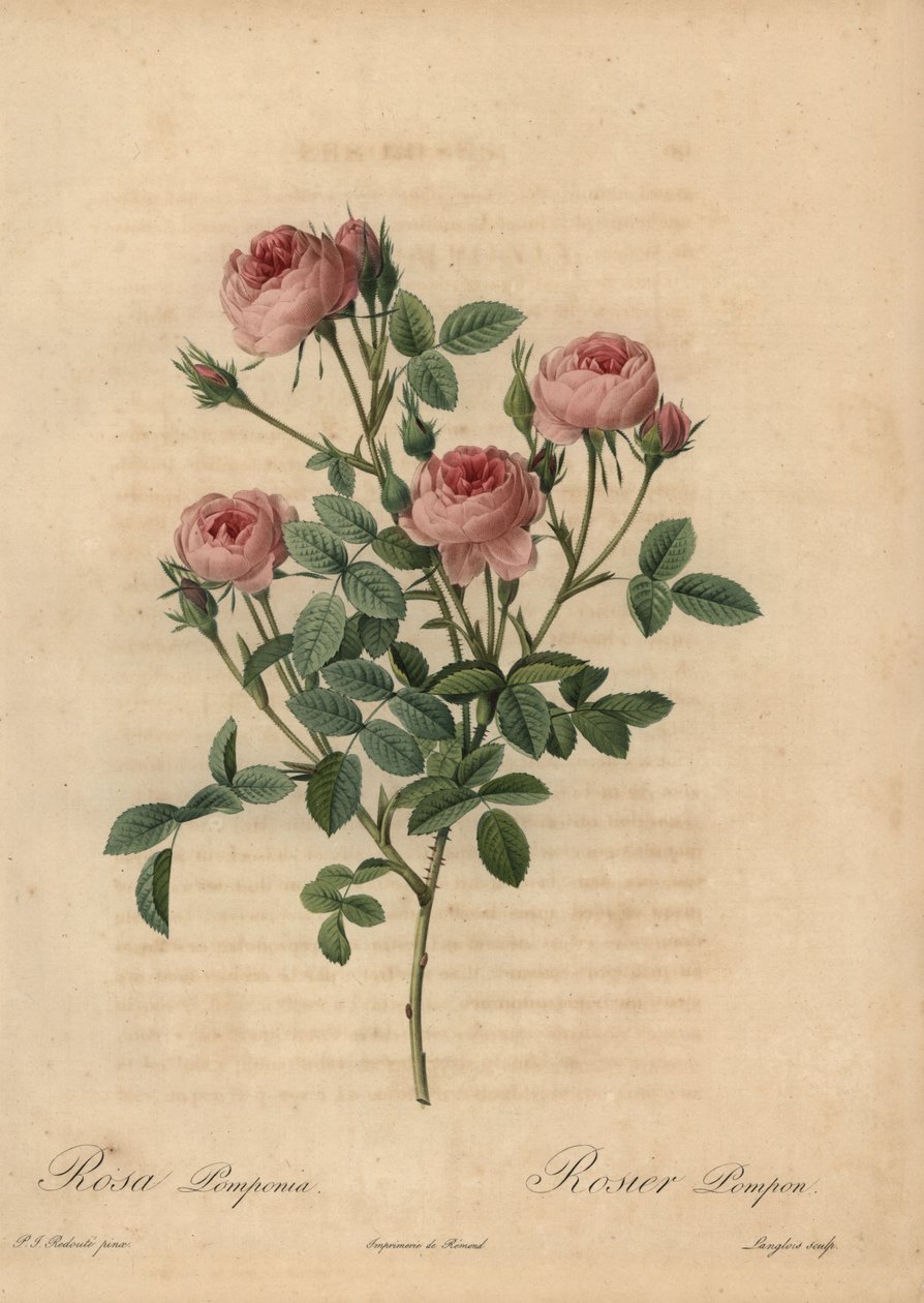 Rosa pompongrose, Rosa centifolia av Pierre Joseph Redouté