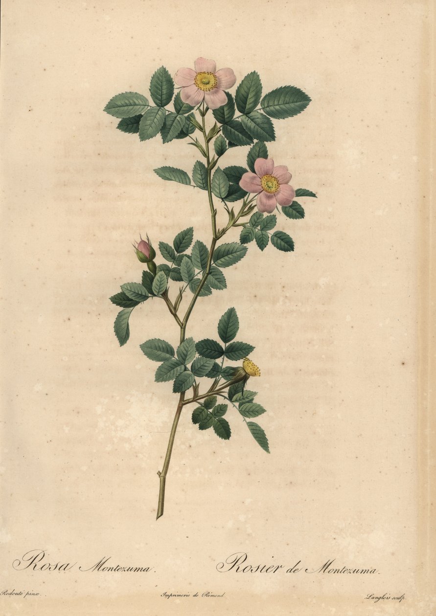 Rosa rose, Rosa montezuma av Pierre Joseph Redouté