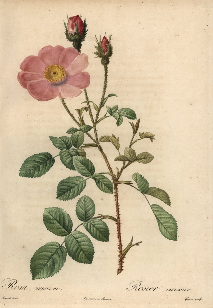 Rosa rose, Rosa muscosa av Pierre Joseph Redouté