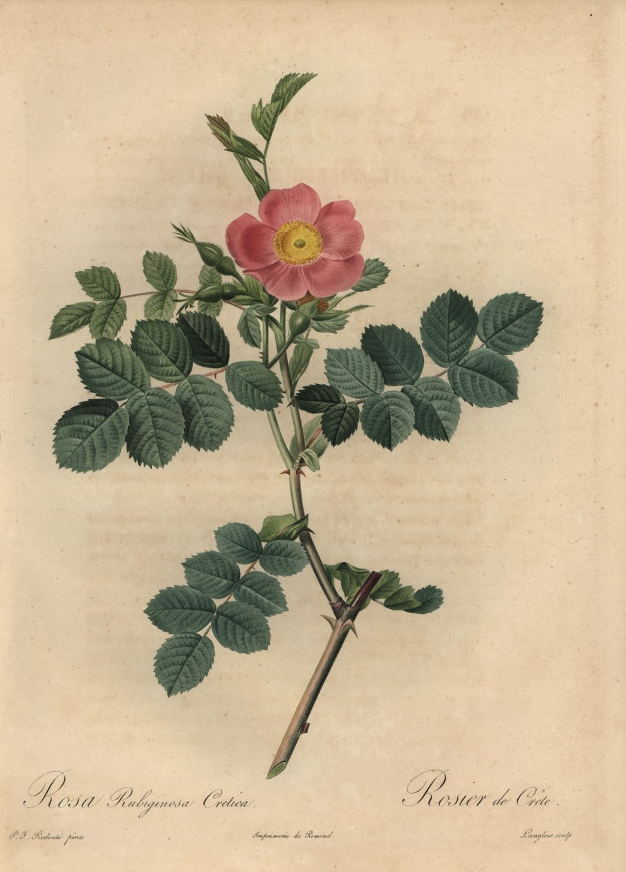 Rosa sweetbriar rose, Rosa rustinosa av Pierre Joseph Redouté