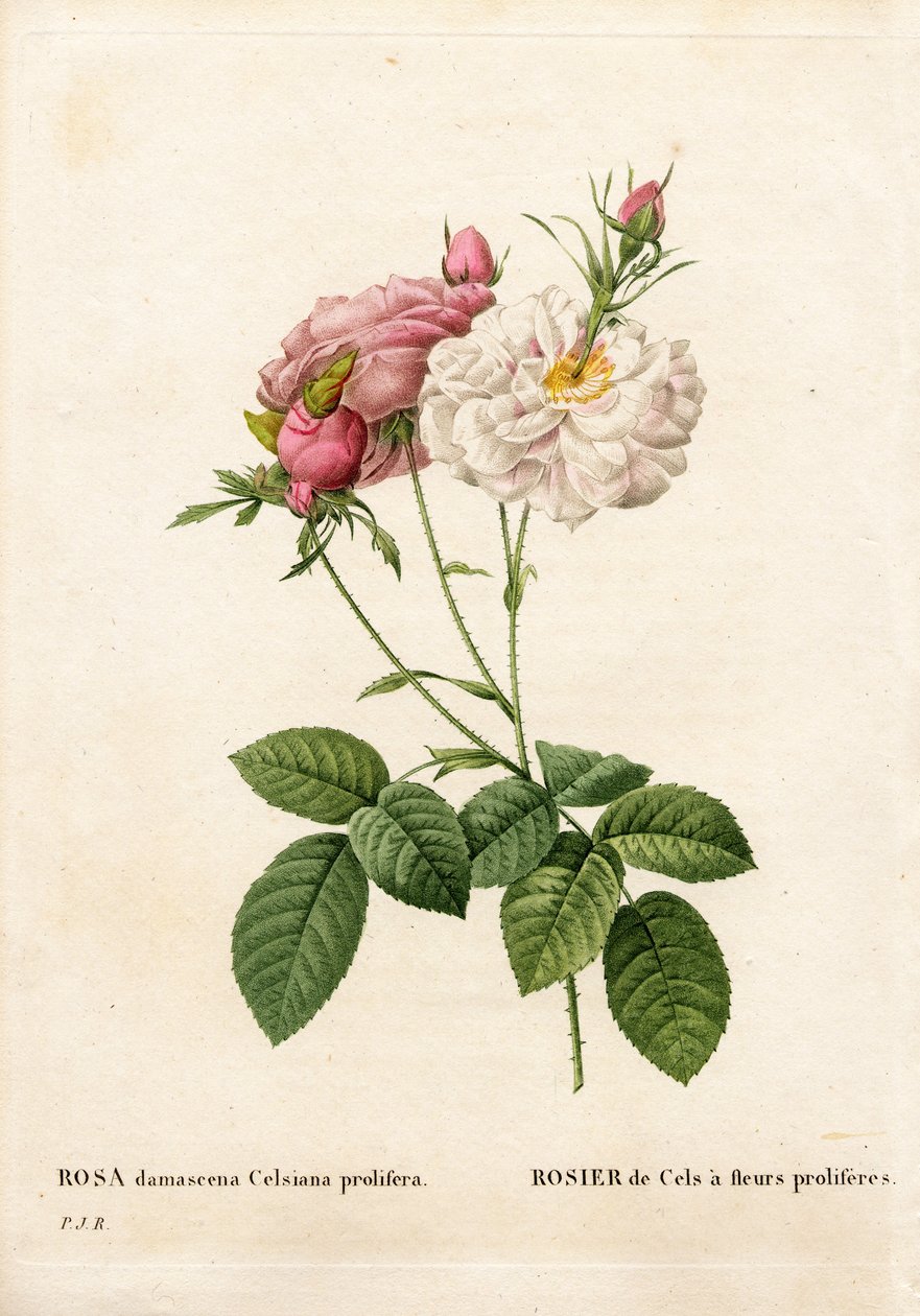 Proliferous Cels rose, Rosa damascena var. incarnata-maxima, Cels Rose har proliferes blomster. Håndfarget prikkete kobberstikk fra Pierre Joseph Redoutes "" Les Roses,"" Paris av Pierre Joseph Redouté