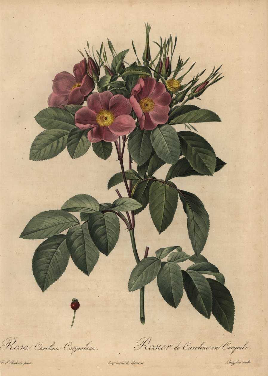 Lilla Carolina-rose eller beiterose, Rosa carolina corymbosa av Pierre Joseph Redouté