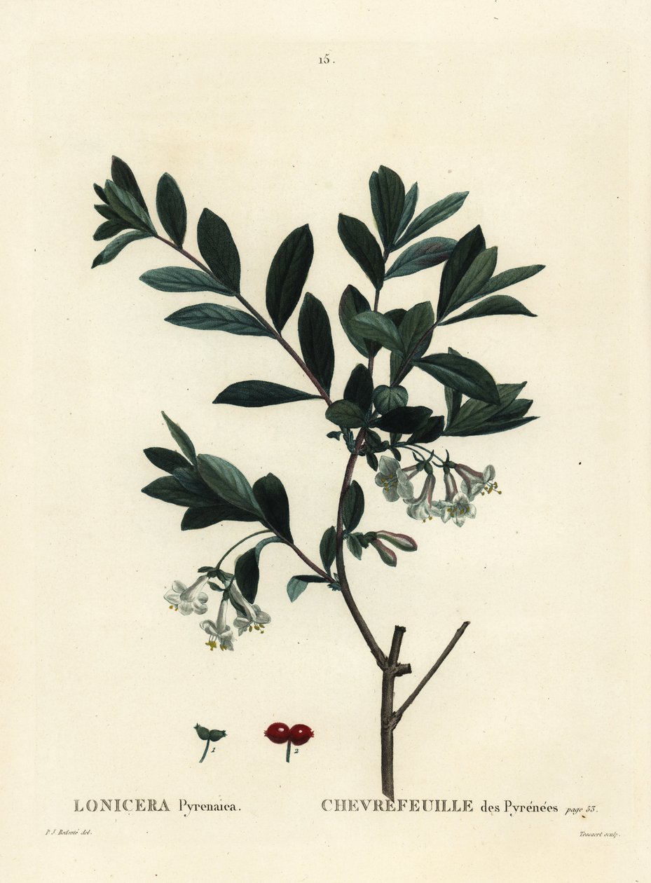 Pyreneene kaprifol, Lonicera pyrenaica. Håndfarget prikkegravering av Tessaert etter en illustrasjon av Pierre-Joseph Redoute fra Henri Louis Duhamel du Moncels Treat des Trees et Shrustes, Paris av Pierre Joseph Redouté