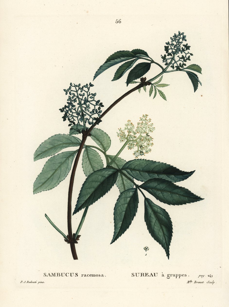 Rød hyllebær eller rødbærhylle, Sambucus racemosa. Håndfarget stiplegravering av frøken Brenet etter en illustrasjon av Pierre-Joseph Redoute fra Henri Louis Duhamel du Moncels Treat des Arbres et Shrustes, Paris av Pierre Joseph Redouté