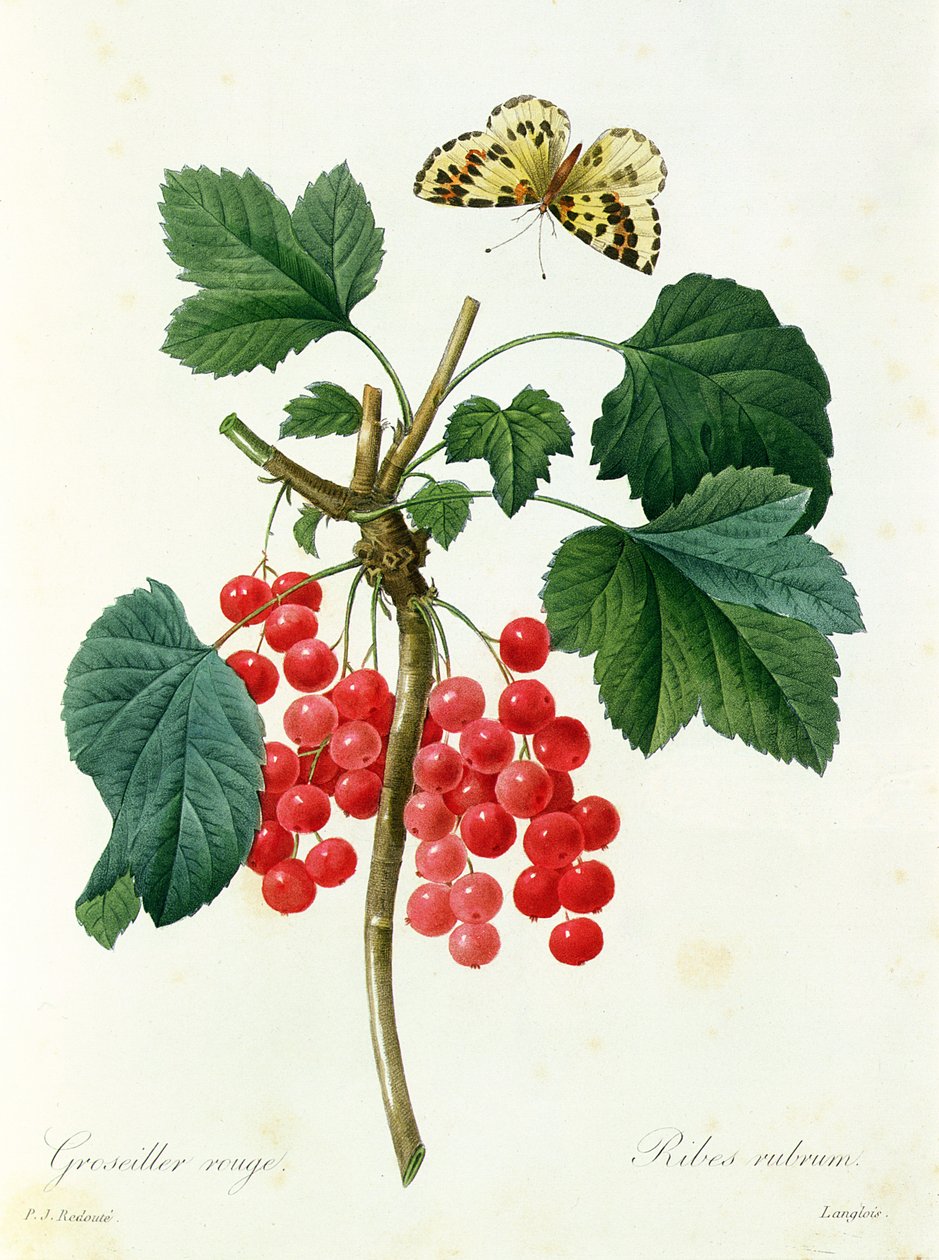  av Pierre Joseph Redouté