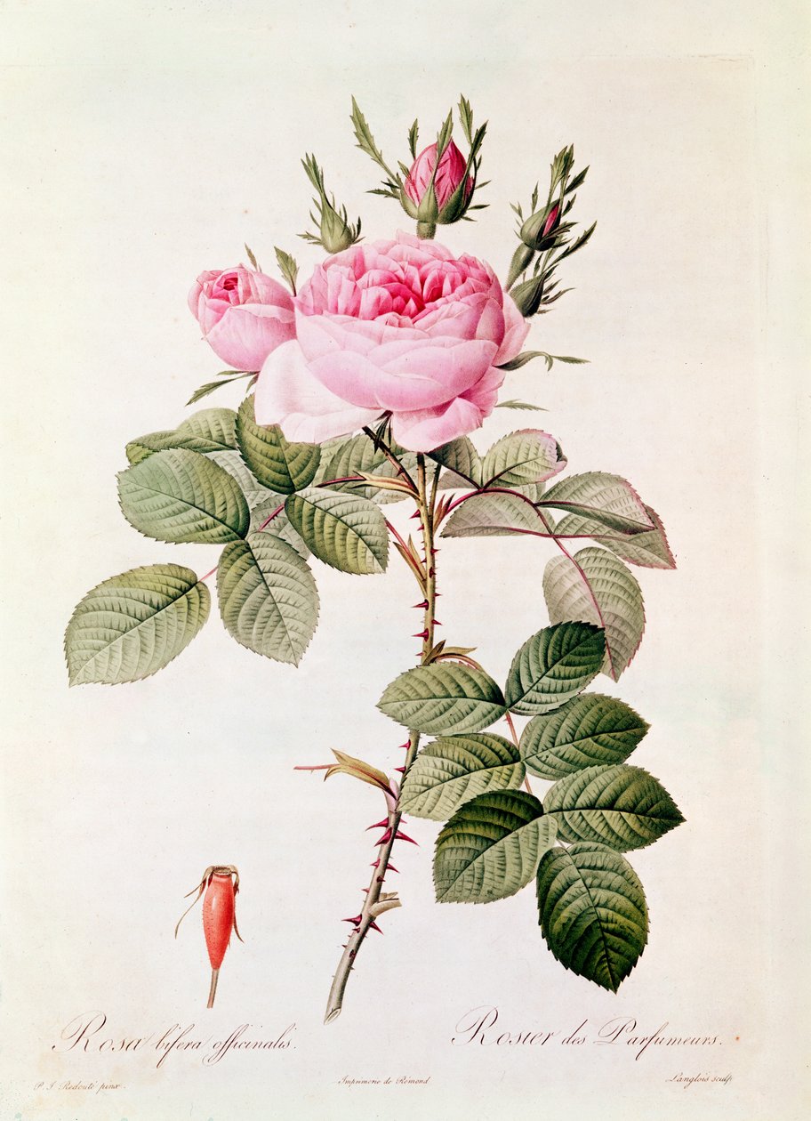 Rosa Bifera Officinalis, fra 