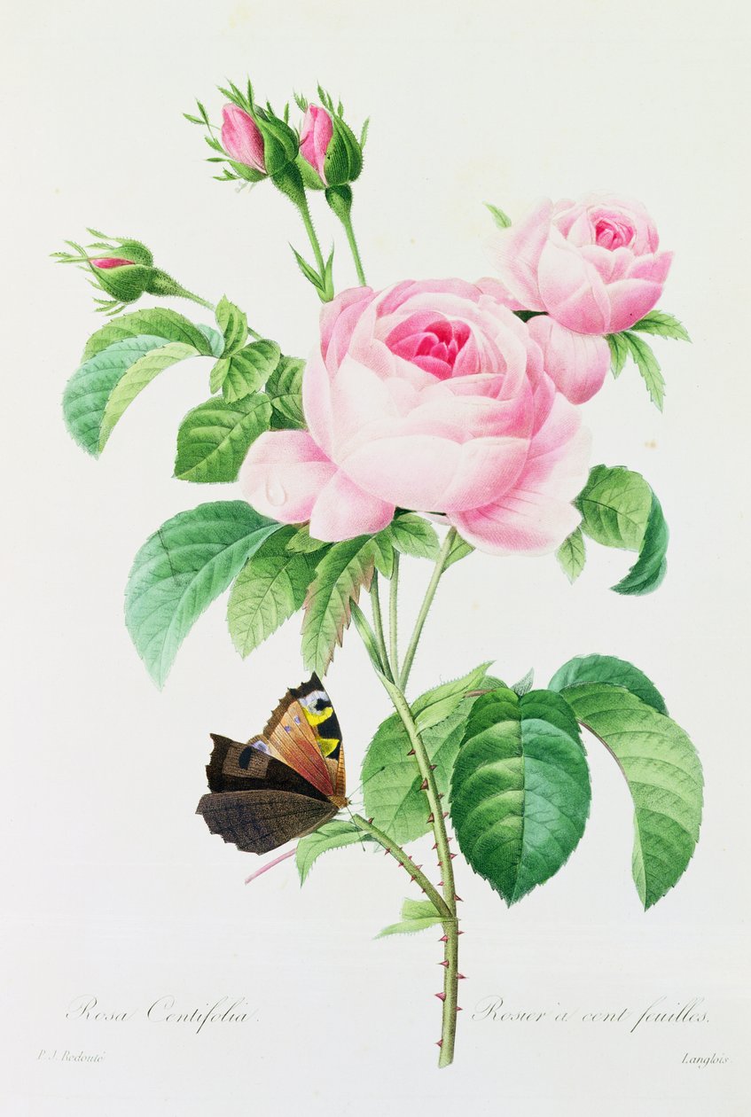 Rosa Centifola (farget gravering) av Pierre Joseph Redouté